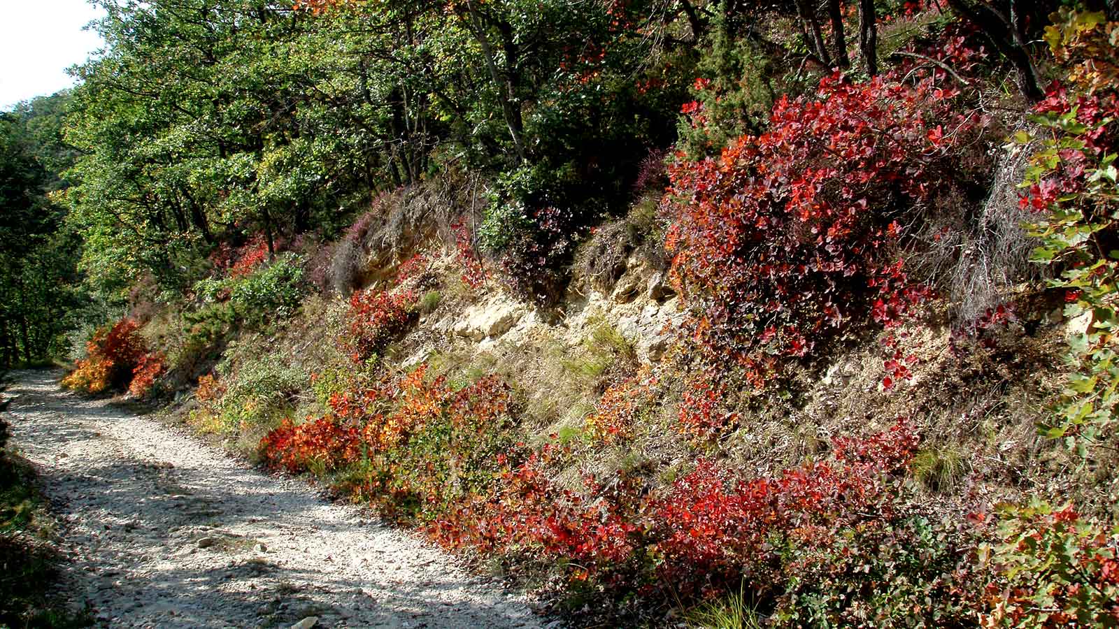 Chemin au cœur de la végétation verte et rouge de la forêt de Saoû.