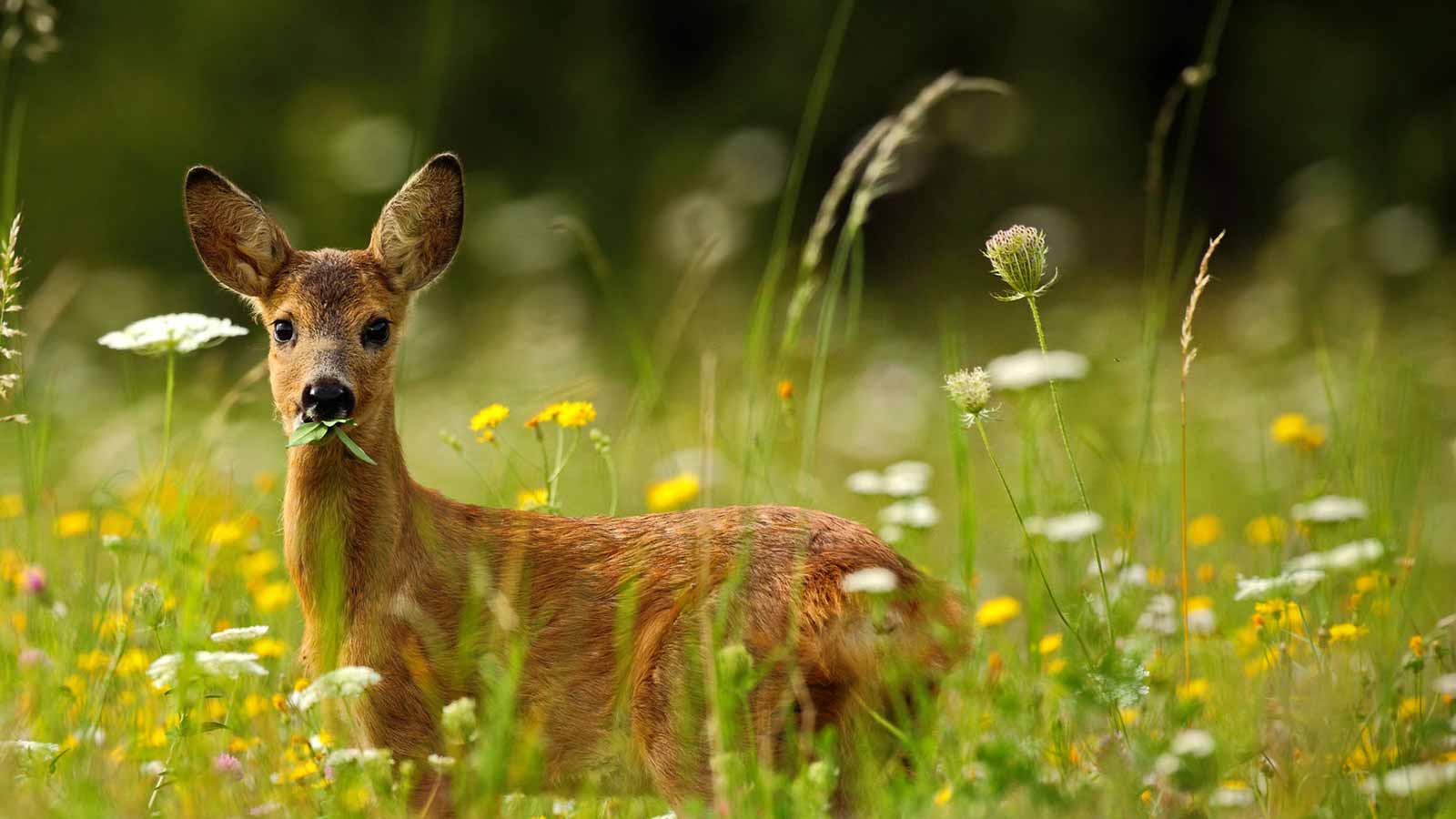 Un chevreuil au milieu d'une prairie verdoyante remplie de fleurs sauvages multicolores.