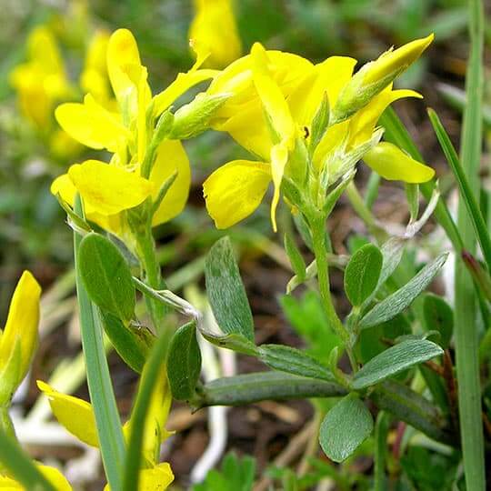 Fleurs sauvages jaunes de genêt de la forêt de Saoû.