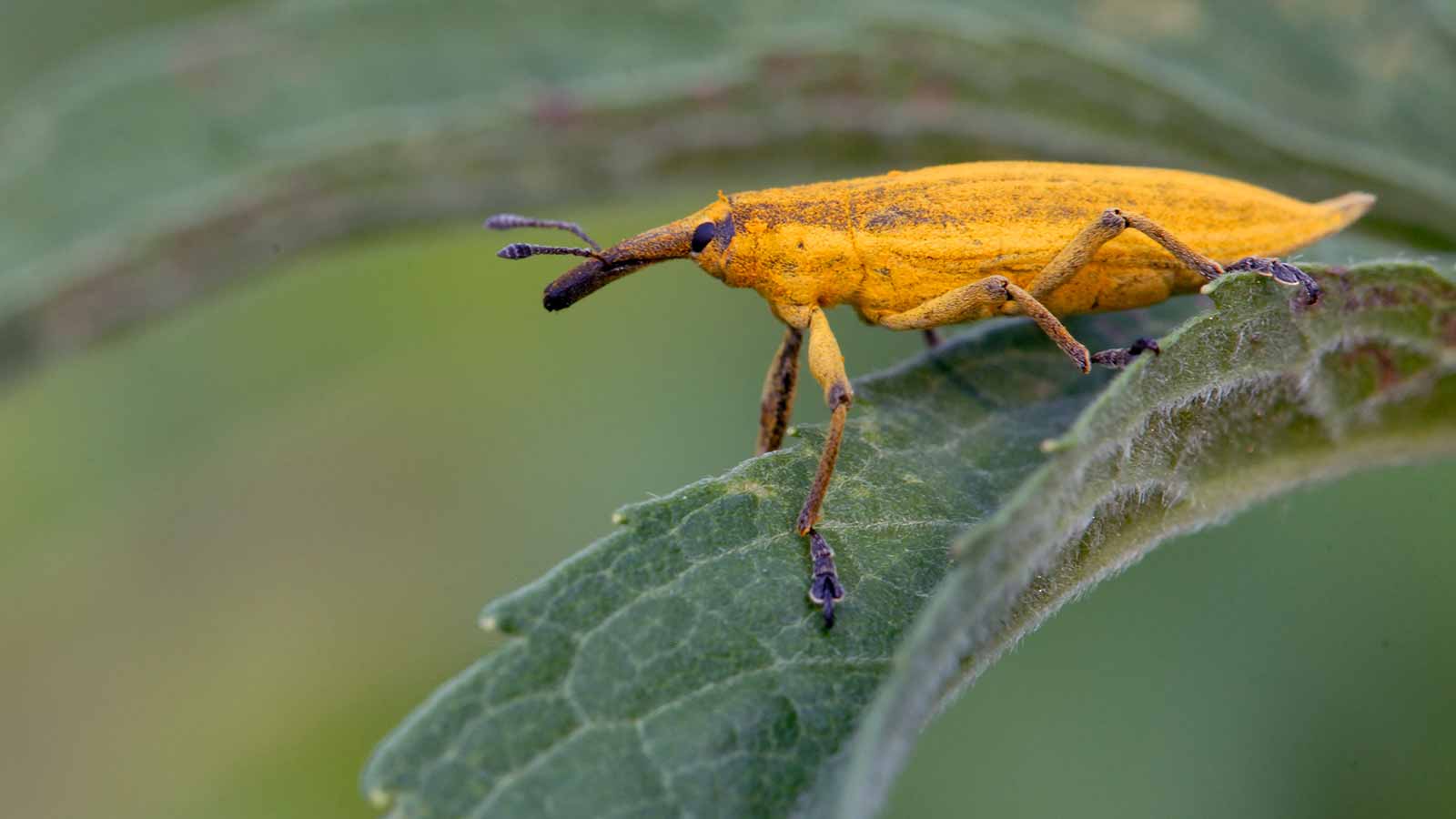 Un insecte orange posé sur une feuille.