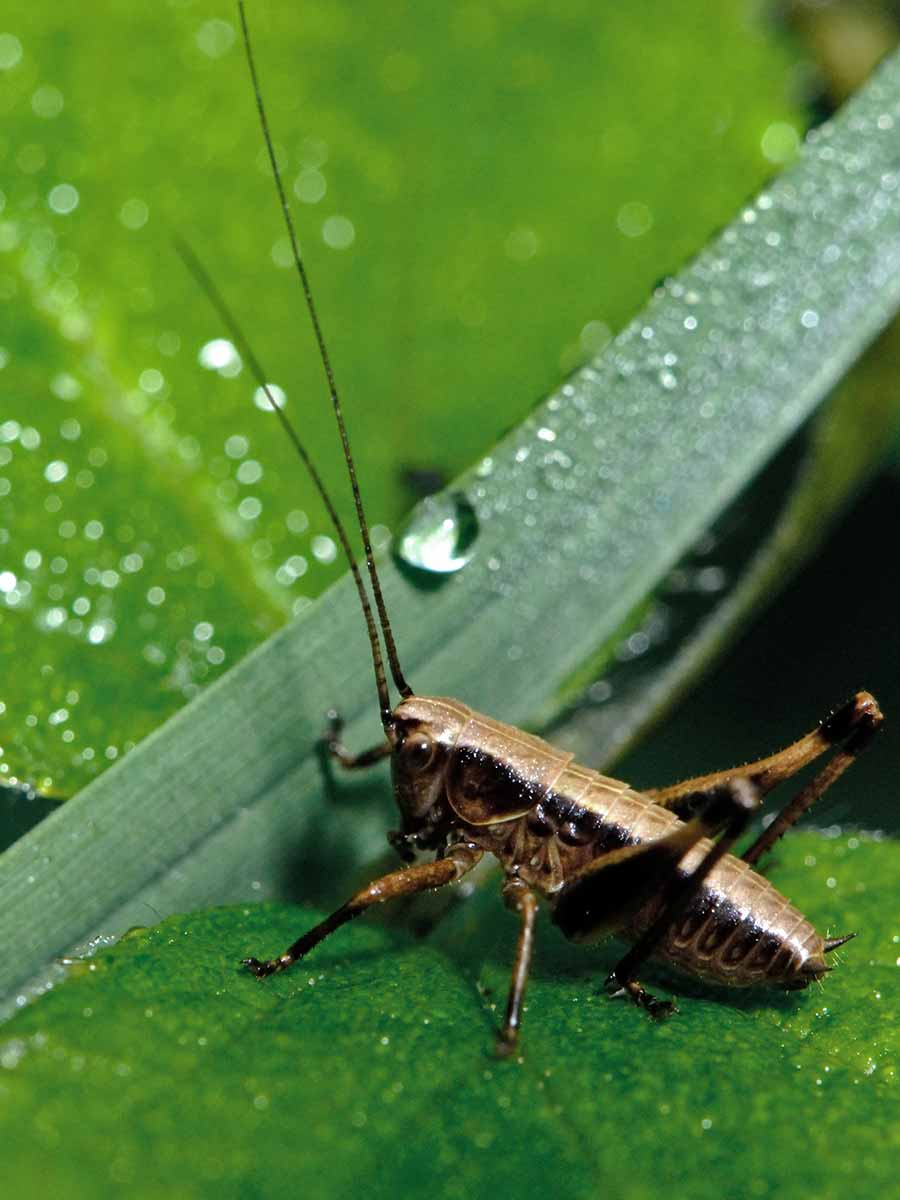 Un insecte marron posé sur une feuille.