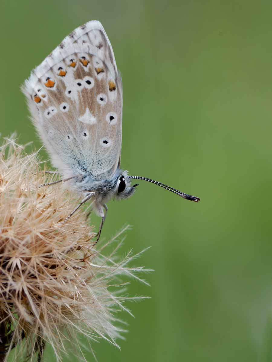 Un papillon posé sur une fleur.
