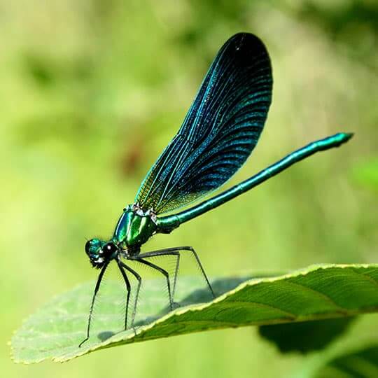 Libellule verte sur une feuille de la forêt de Saoû.