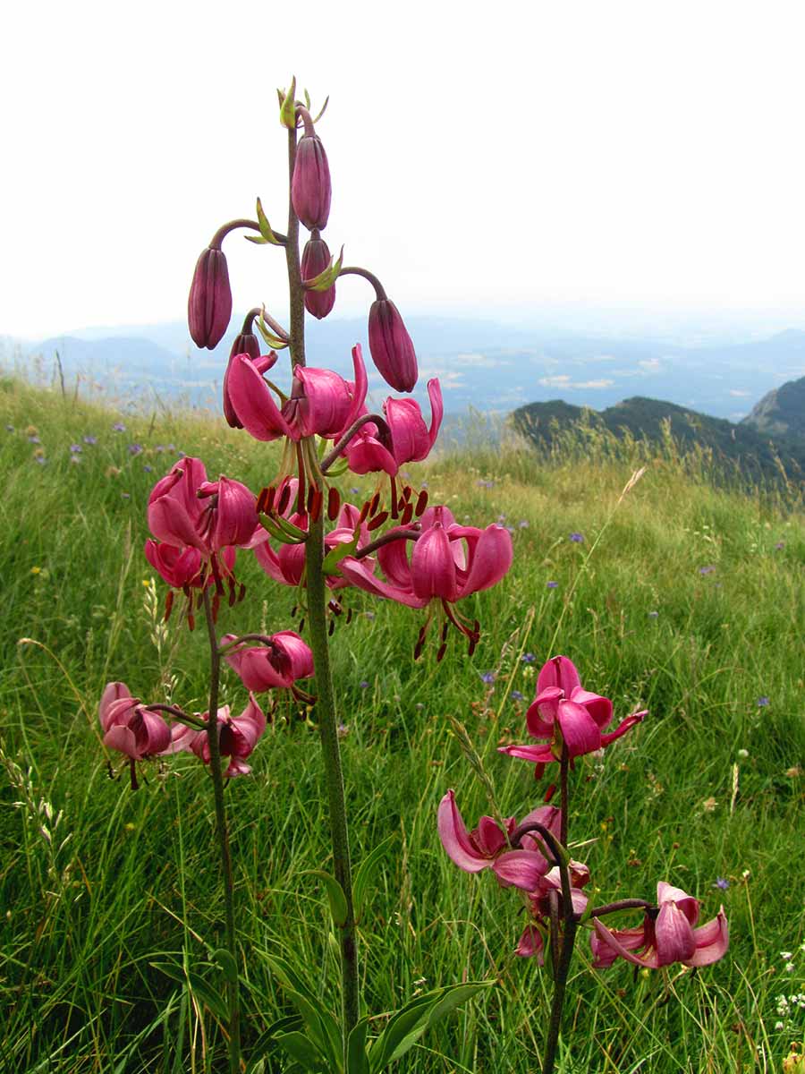 Fleurs sauvages roses sur la montagne des trois becs de la forêt de Saoû.