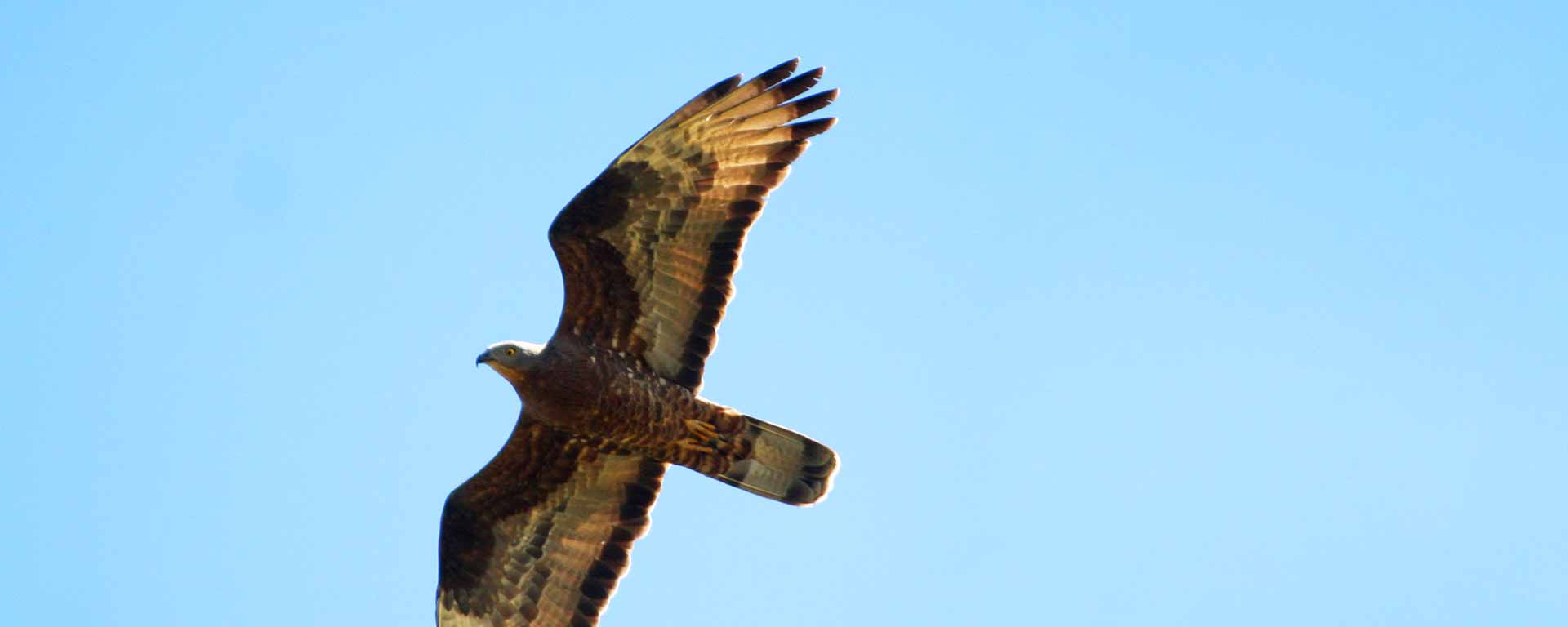 Rapace de la de la forêt de Saoû en plein vol.