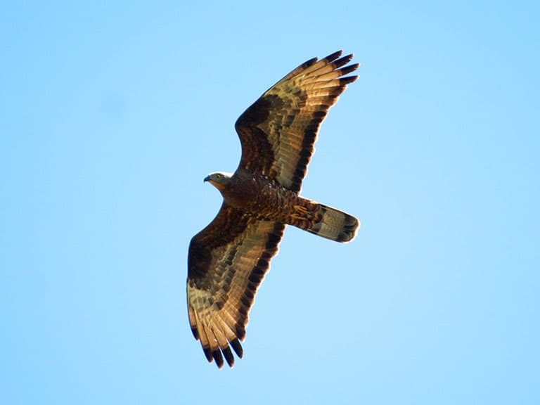 Rapace de la de la forêt de Saoû en plein vol.