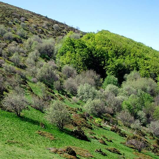 Le Pré de l'âne, l'un des sommets des trois becs de la forêt de Saoû.