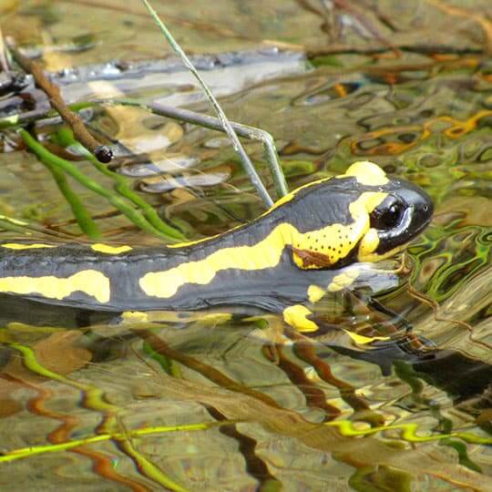 Salamandre tachetée noire et jaune de la forêt de Saoû.