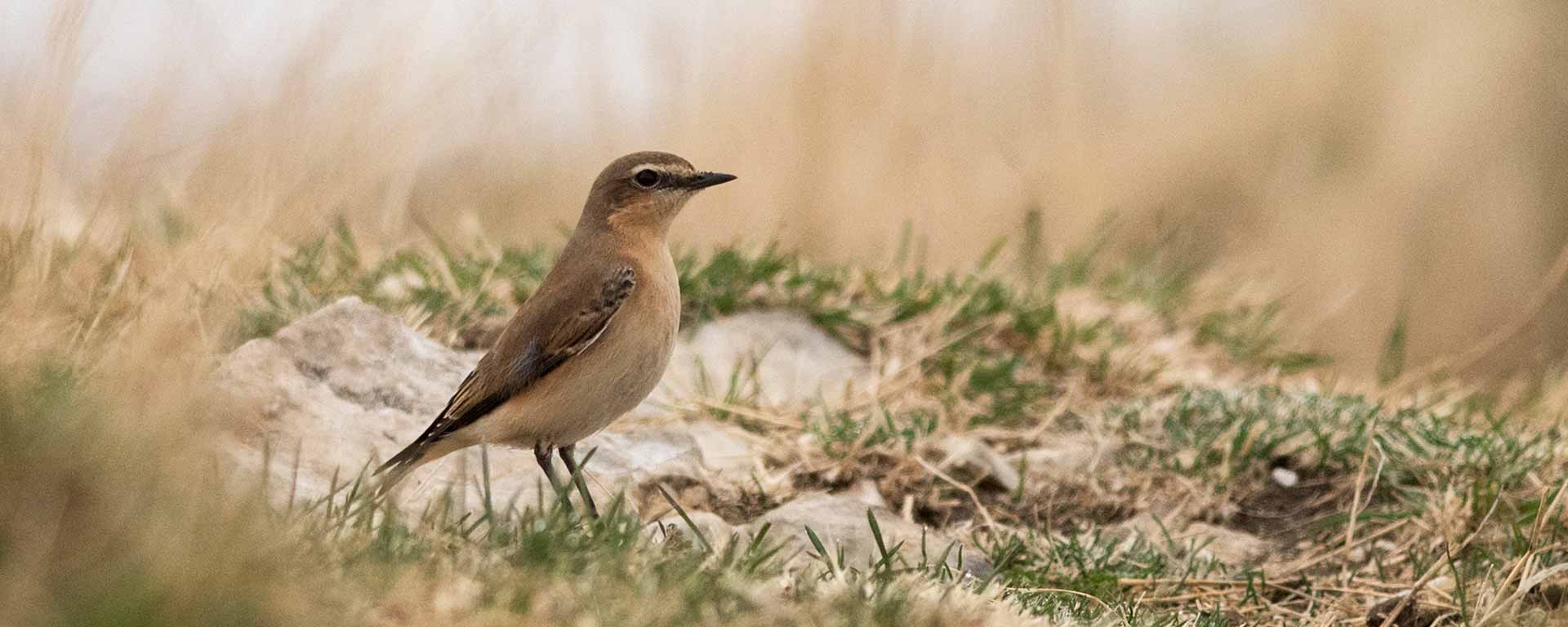 Le traquet motteux, un oiseau qui niche dans la forêt de Saoû.