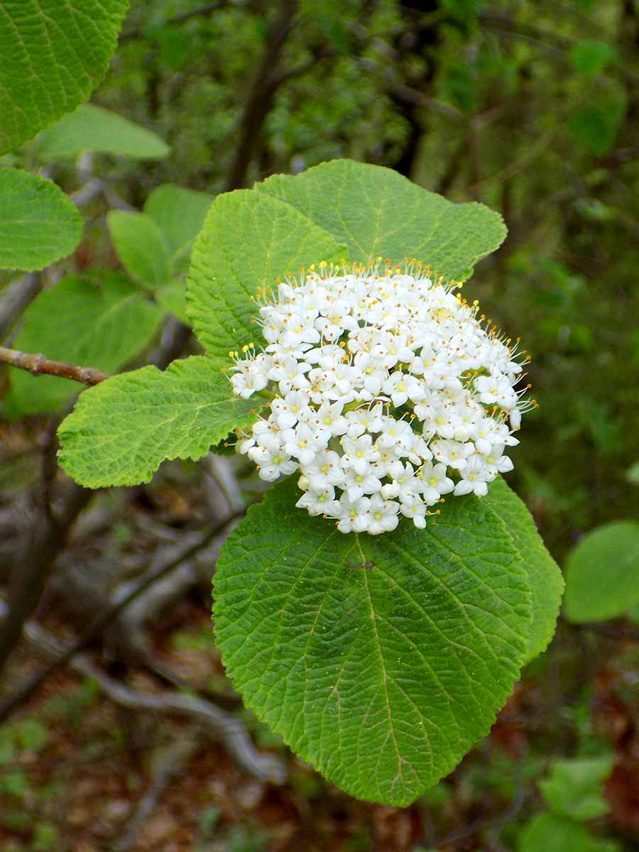 Fleur sauvage blanche de la forêt de Saoû.