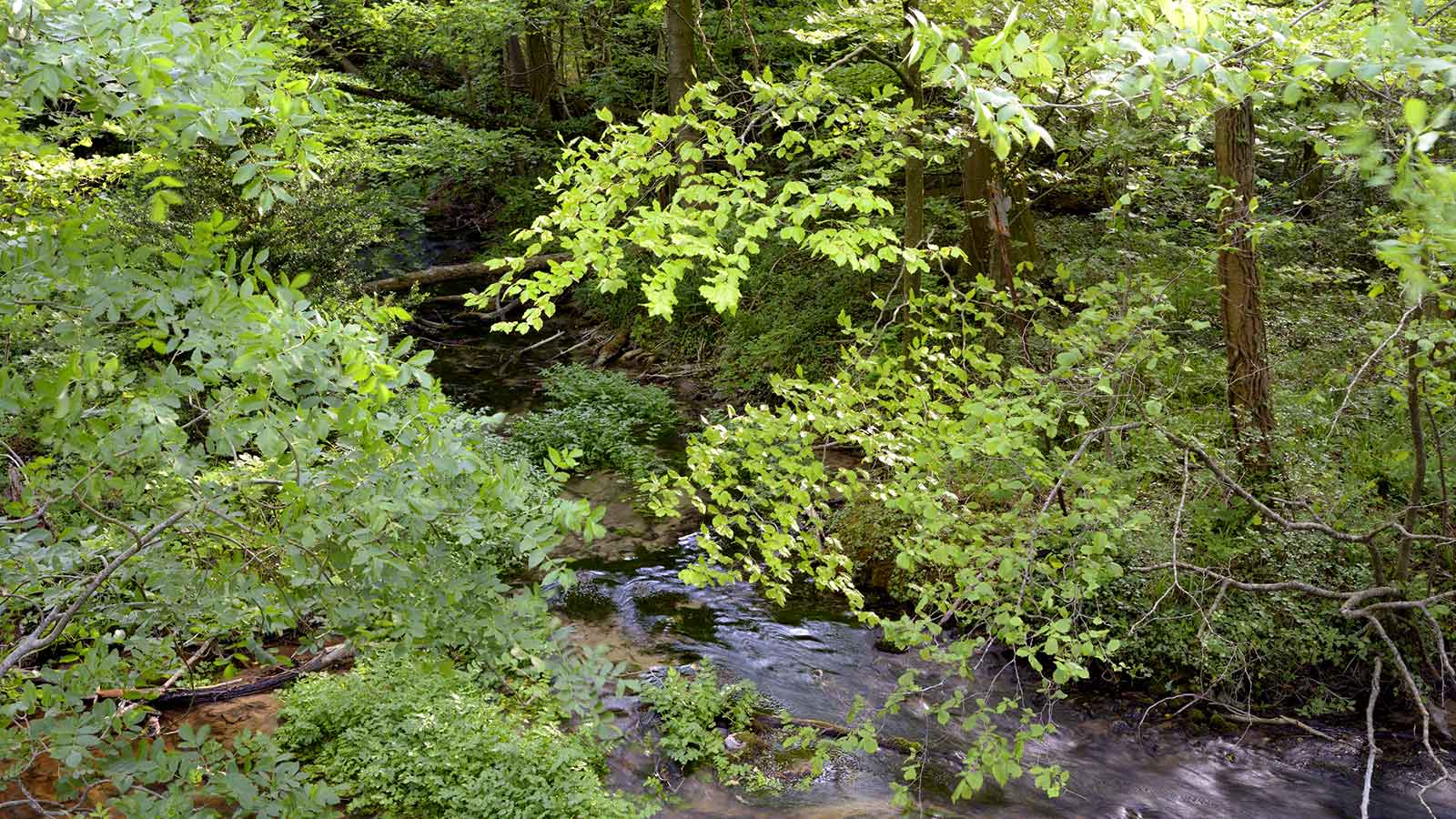 Rivière et végétation verdoyante de la forêt de Saoû.